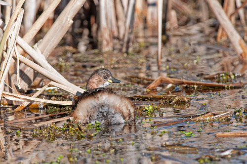 Little Grebe (Tachybaptus ruficollis) in the lake among the reeds. Burdur lake photo