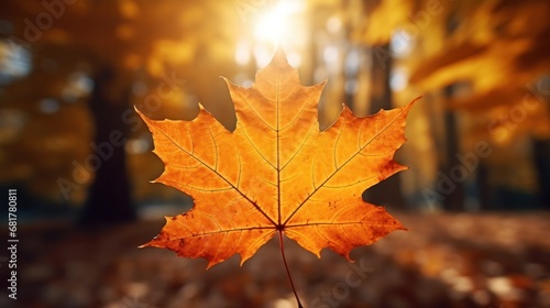 Backlit Autumn Maple Leaf in Vibrant Acer Saccharinum Color