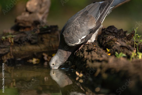 The common wood pigeon Columba palumbus, also known as simply wood pigeon photo