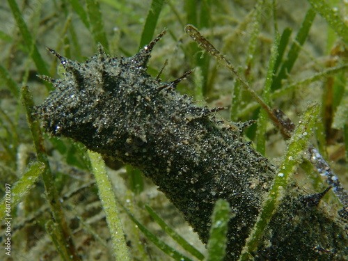 Black sea cucumber or cotton-spinner (Holothuria forskali) undersea, Aegean Sea, Greece, Halkidiki
 photo