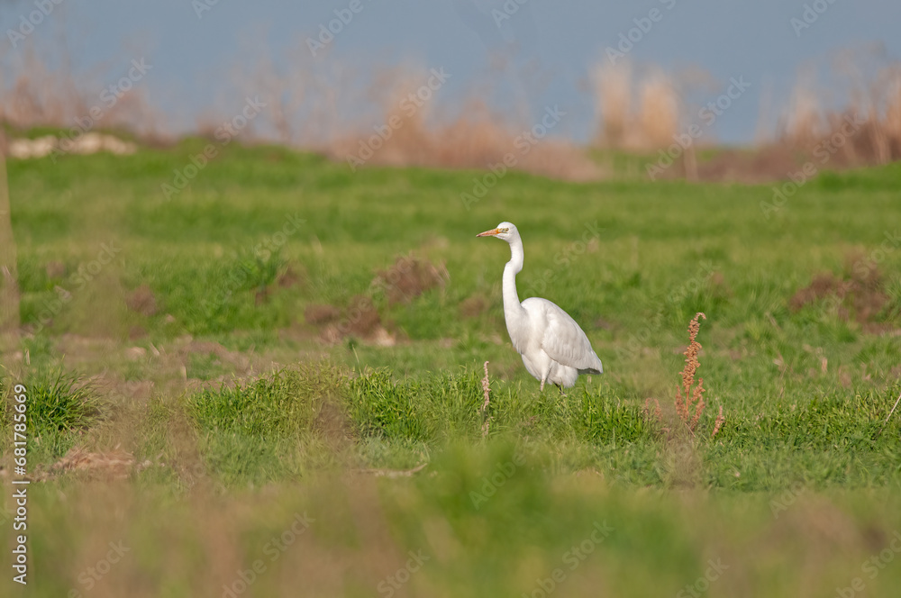 Obraz premium Great egret, Ardea alba. A white bird stands in the grass.