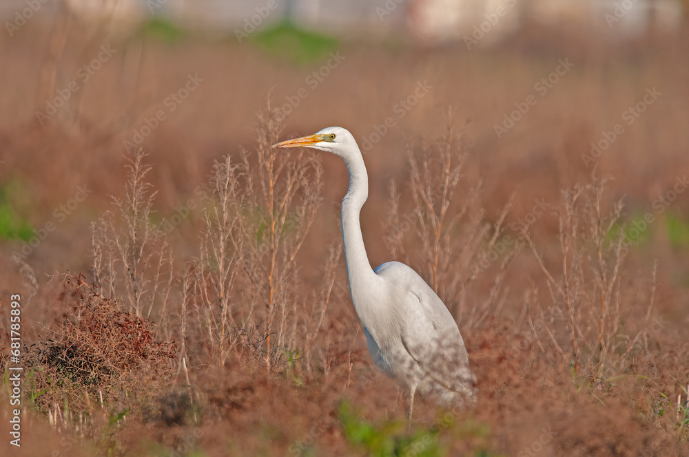Great egret, Ardea alba. A white bird stands in the grass. Great egret, Ardea alba. A white bird stands in the grass.