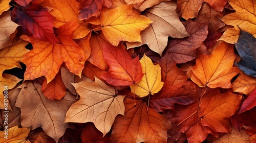 a pile of colorful leaves