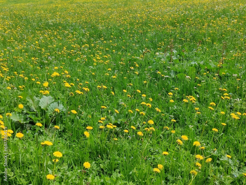 field of dandelions grass