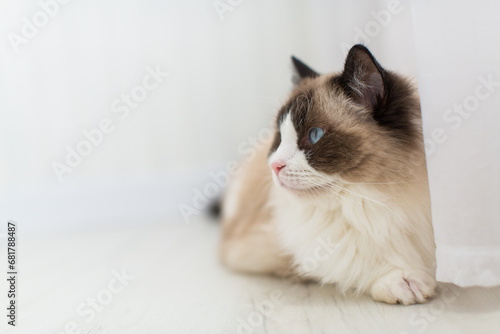 Blue bicolor ragdoll female cat looking interested. High quality photo © Peredniankina