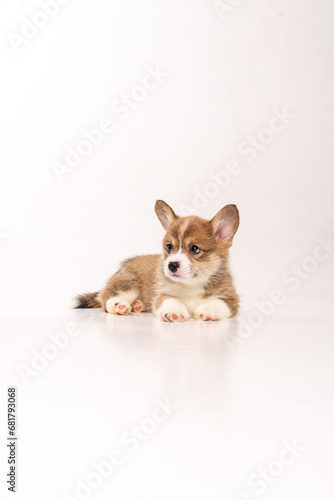 Cute corgi puppy in a white studio © love_dog_photo