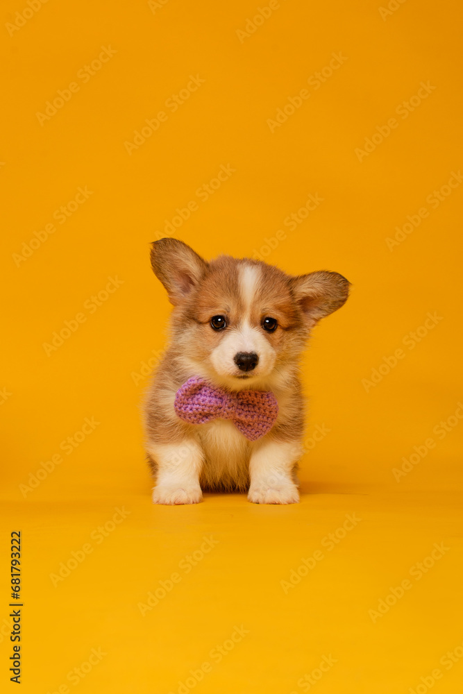 Corgi puppy on yellow background in studio Corgi puppy on yellow background in studio