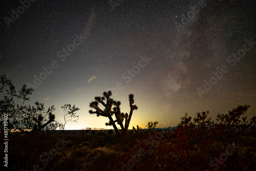 Milky Way with the silhouette of a Joshua tree in the foreground