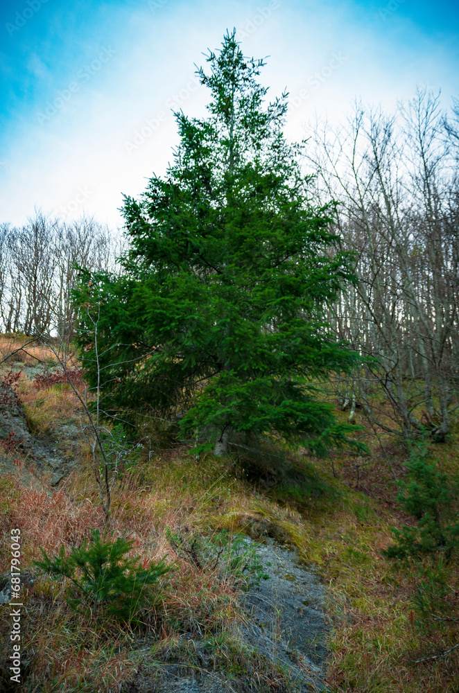 Fototapeta premium Abete di montagna in Appennino a inizio inverno