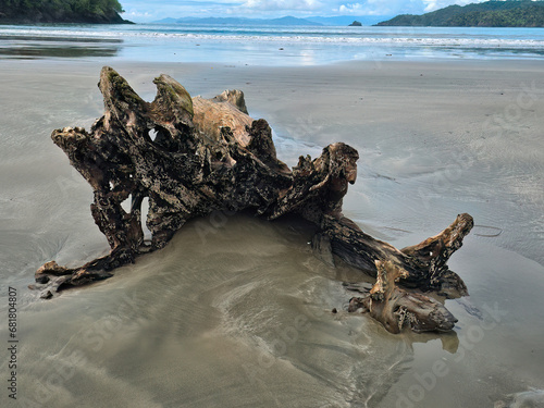 Big tree trunk on a lonely beach i photo