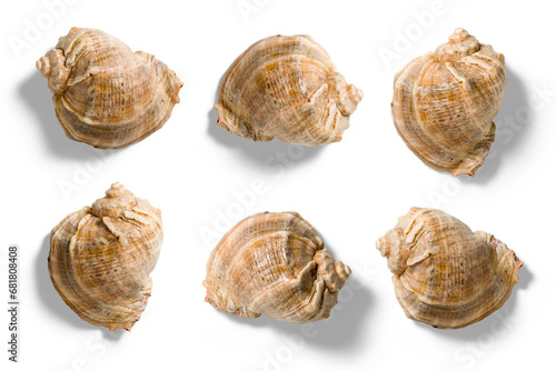 Veined Rapa Whelks or Rapana Venosa seashell from various angles, summer and vacation design elements isolated on a transparent background, PNG. High resolution.