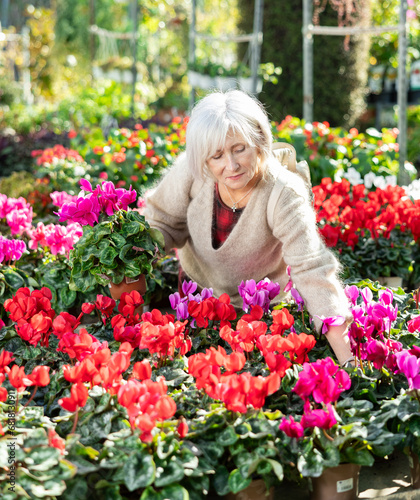 In flower mega market, senior woman designer meets and examines cyclamen plants that are trending in current season, available for wholesale and retail purchase.