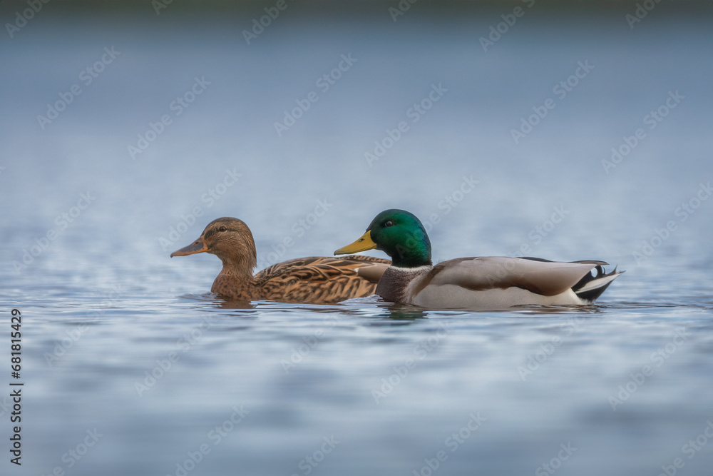 A pair of ducks A pair of ducks