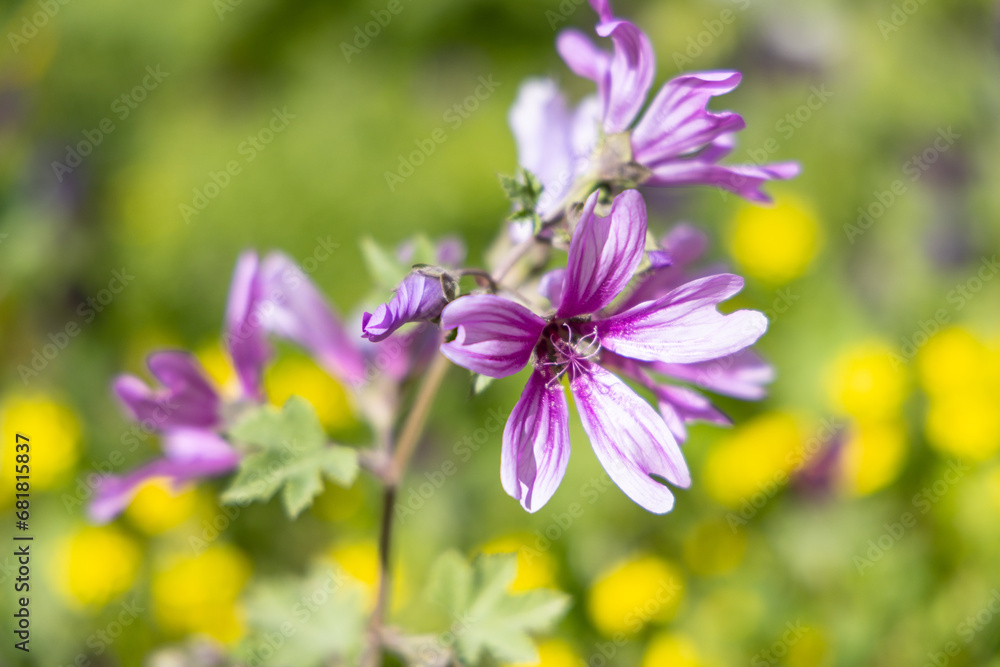 Wildflowers at the Baths of Antoninus in Carthage. Wildflowers at the Baths of Antoninus in Carthage.