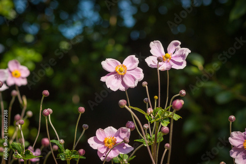 Purple and Yellow Flowers With Buds