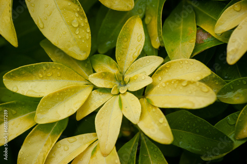 Light Green Leaves After Rain