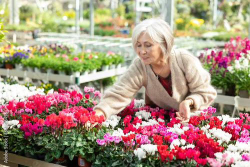 Mature woman customer-onlooker curiously examines showcase exhibition with indoor plant cyclamen. Owner of offline flower shop inspects showcase with goods new arrival