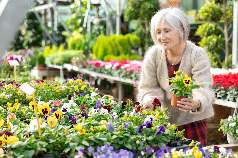 Elderly woman buyer chooses wittrock violet in pot in flower shop..