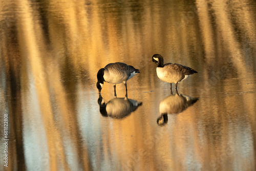 Canada geese (Branta canadensis) in Lodgepole Lake at sunset; Chappell, Nebraska photo