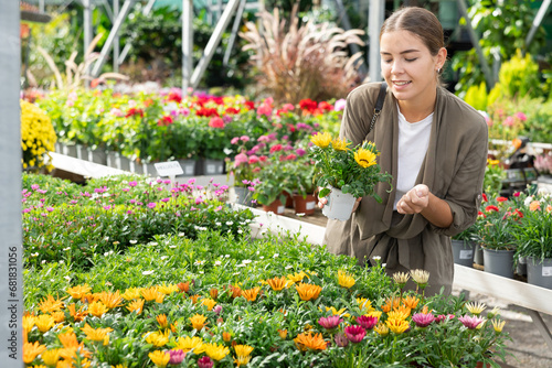 Young woman buyer chooses gazania hybrida in pot in flower shop..
