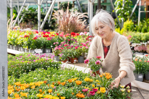 Elderly woman buyer chooses gazania hybrida in pot in flower shop.. © JackF