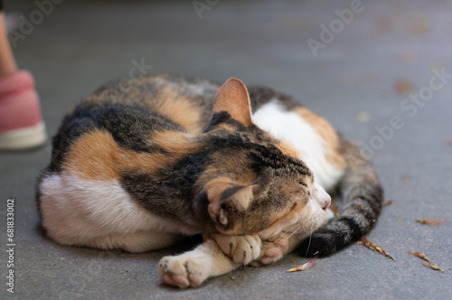 A cute kitten is curled up in a round shape.