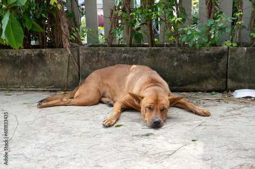 A homeless stray dog that looks very old.