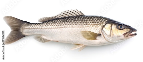 One raw fresh sea bass isolated on white background. AI generated image photo