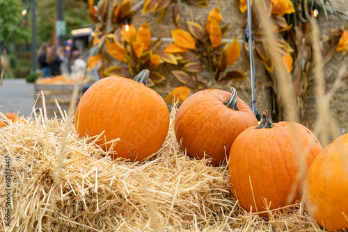 Pumpkins Halloween Decoration, Squash Farm, Orange Thanksgiving Vegetables Pile on Grass, Autumn Loan