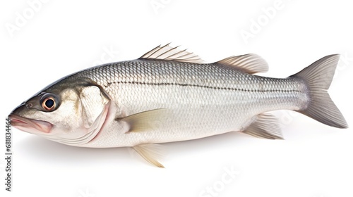 One raw fresh sea bass isolated on white background. AI generated image
