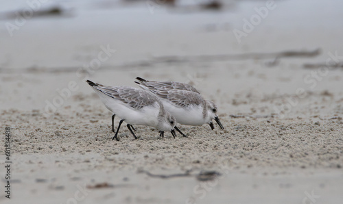 Groupe de Bécasseaux Sanderling sur une plage de Bretagne-France