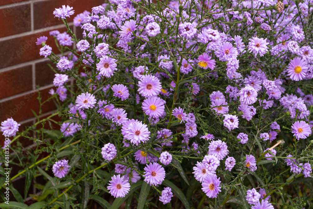 Fototapeta premium Autumn Aster Flowers of Symphyotrichum Novae Angliae, New York Aster September Flowers