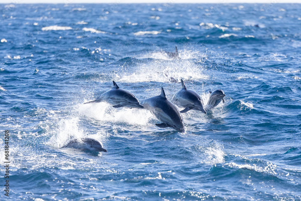 Naklejka premium Pod of dolphins, including a calf, swimming off the coast of Newport Beach