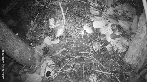 Waldmaus (Apodemus sylvaticus) auf Futtersuche im Garten photo