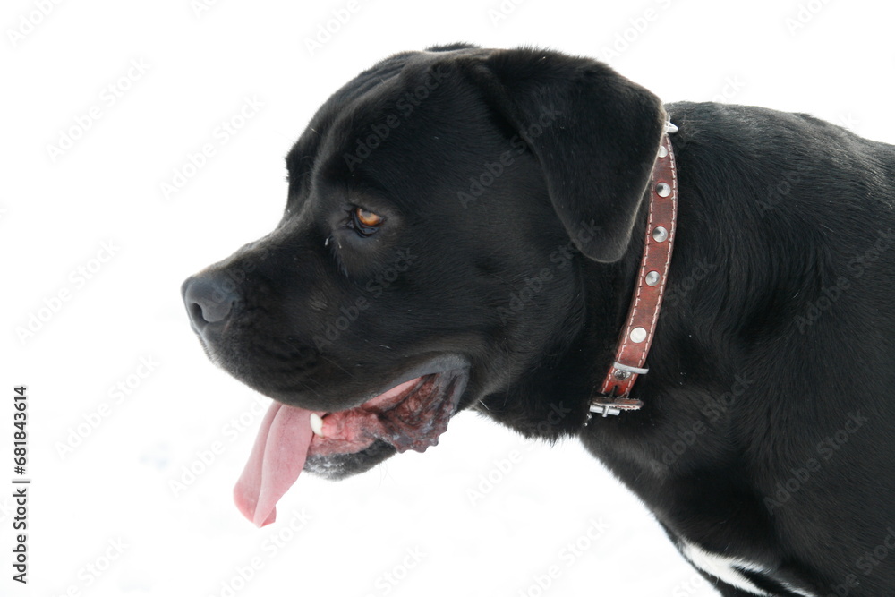 a black Pitbull Boxer Mix dog with its tongue out in the snow. Portrait shot with white background