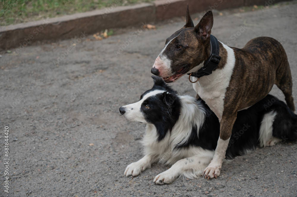 Two dogs are hugging on a walk. Border collie and bull terrier. 
