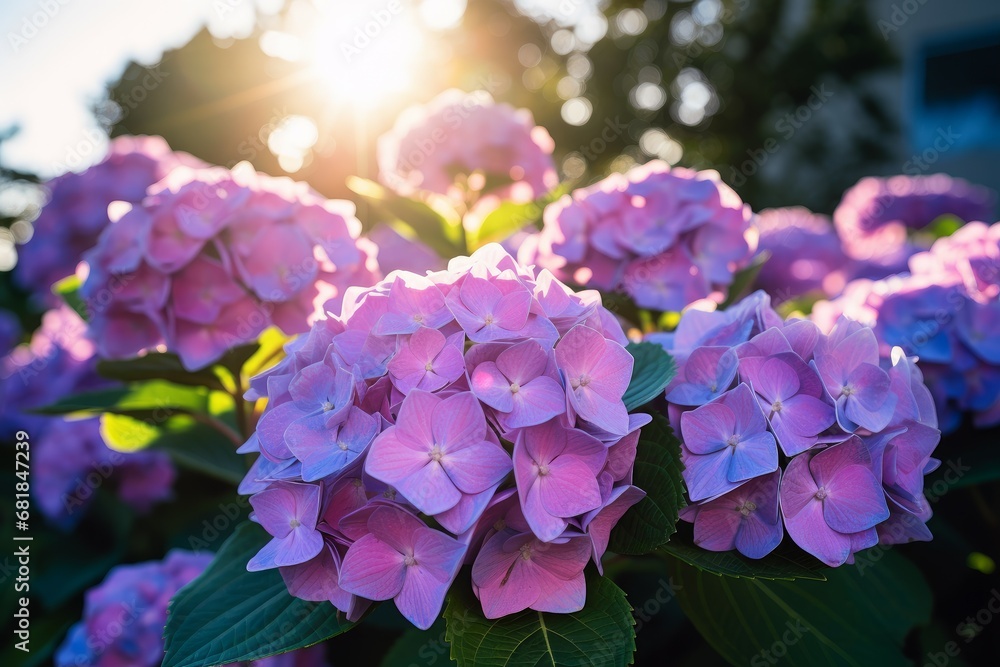 Fragrant Hydrangea bush summer. Beauty leaf flower. Generate Ai Fragrant Hydrangea bush summer. Beauty leaf flower. Generate Ai