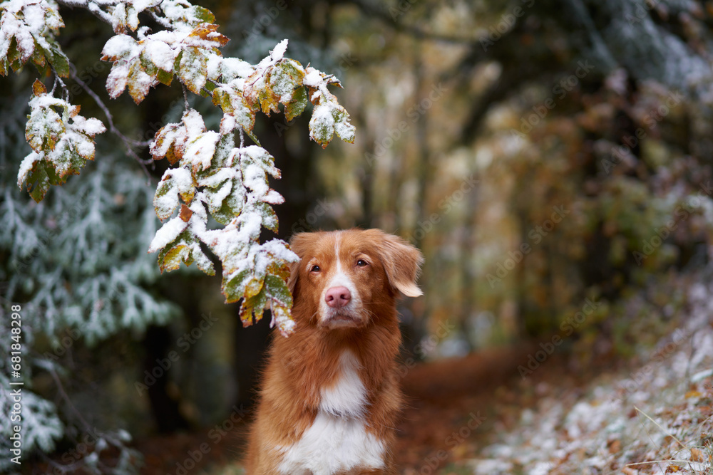solitary Nova Scotia Duck Tolling Retriever dog stands amidst a dusting of snow, a blend of autumn warmth and winter's chill