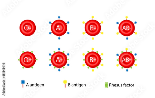 ABO Blood groups. four blood types, A,B, AB and O groups, made up from combinations of the type A and type B antigens. Blood donation. Blood droplets. Vector illustration.