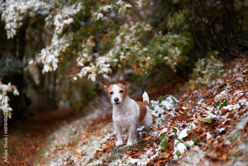 Jack Russell Terrier standing in a snowy forest, capturing the essence of a wintery adventure. Dog in nature