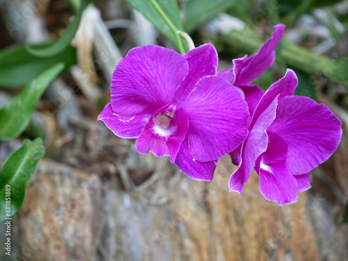 purple orchid with blur background