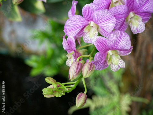 purple orchid with blur background