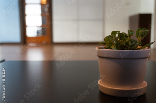 Decorative white potted plants. © moc