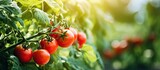 In the bountiful summer garden, amidst the vibrant green leaves and the refreshing scent of nature, a healthy red tomato plant thrived, offering nutritious and organic fruits packed with essential