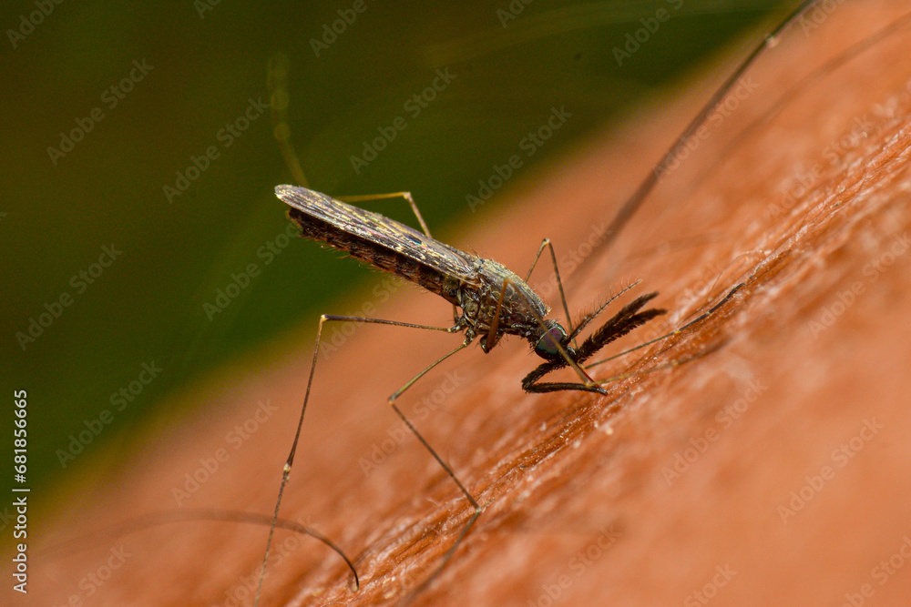 Mosquitoes are sucking human blood. Sticking to human skin, closeup, macro Mosquitoes are sucking human blood. Sticking to human skin, closeup, macro