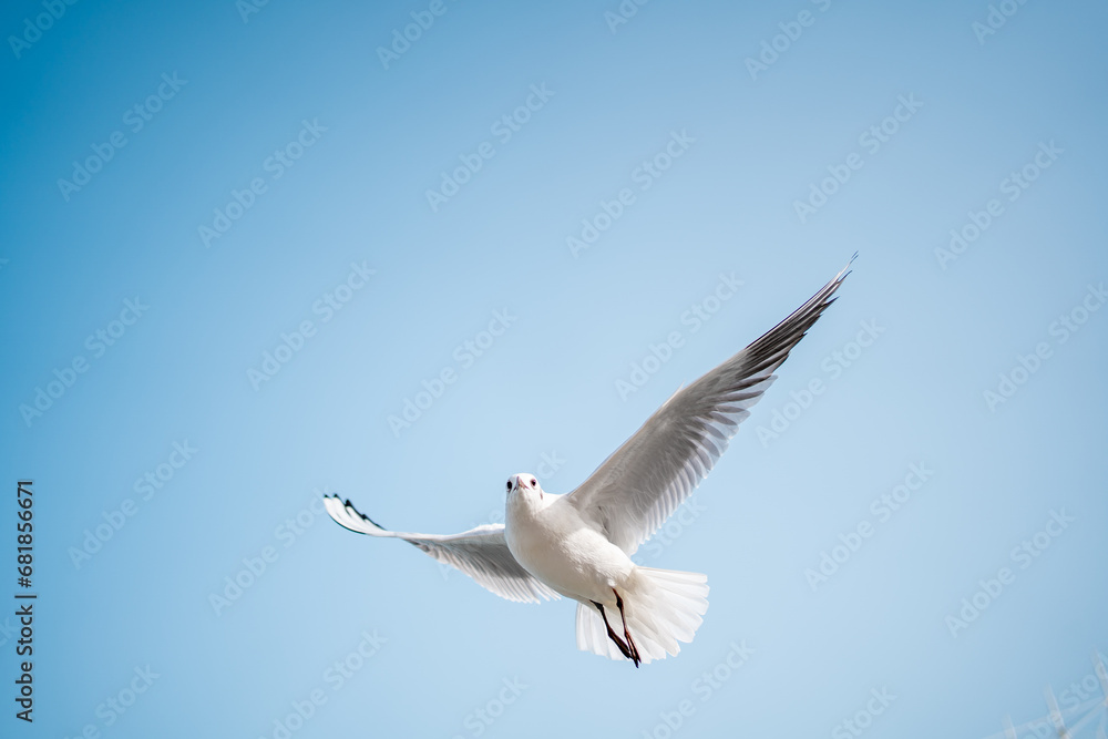 Flying seagull in clear sky. Low angle view of seagull flying against clear sky during sunny day. Clearly show full body, white feather texture and black wings tip. Alone seagull flies in clear sky Flying seagull in clear sky. Low angle view of seagull flying against clear sky during sunny day. Clearly show full body, white feather texture and black wings tip. Alone seagull flies in clear sky