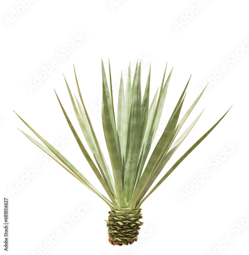 Agave plant isolated on white background.This has clipping path.