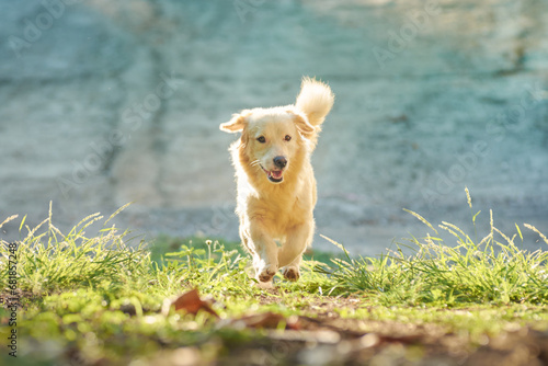 Fotografía horizontal de perro corriendo.