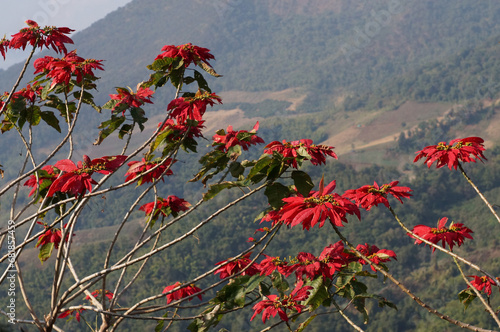 Blooming red Poinsettia tree. Bedugul, Thailand.