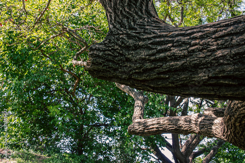 detail plan of a tree branch